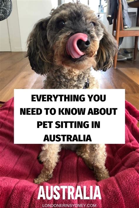 pet house sitting melbourne - house sitting in Melbourne victoria.